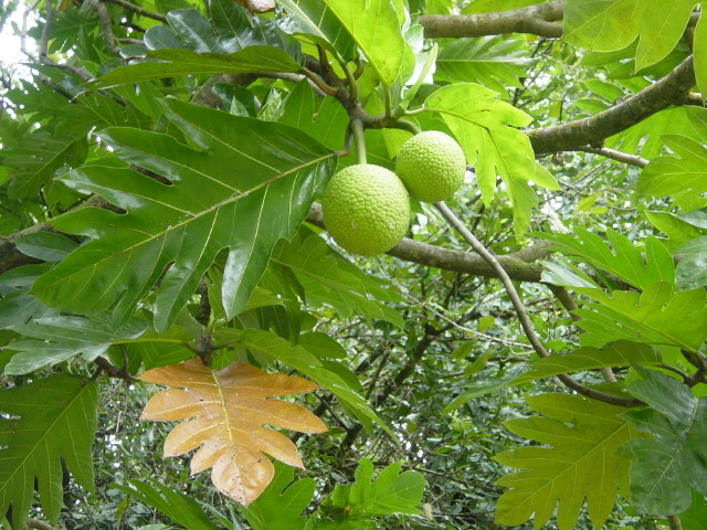 Soubor:Artocarpus altilis.jpg