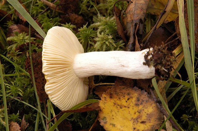 Soubor:Russula.claroflava2.-.lindsey.jpg