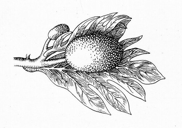 Soubor:Breadfruit (PSF).jpg