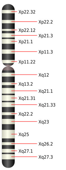 Soubor:Chromosome X.png