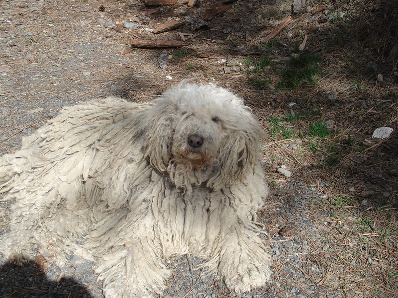 Soubor:Komondor lying.jpg