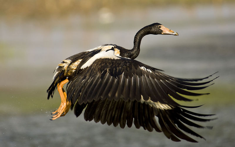 Soubor:Magpie Goose taking off.jpg