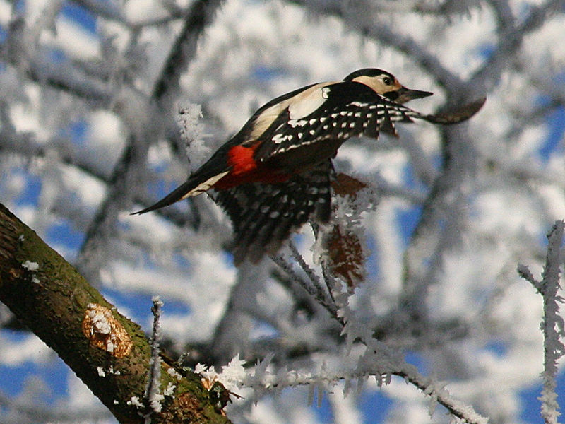 Soubor:FlyingDendrocoposMajor.jpg