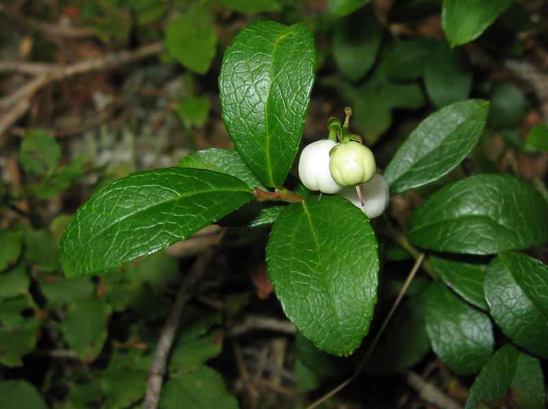 Soubor:Gaultheria miqueliana 01.jpg