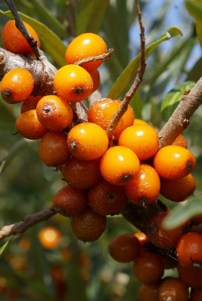 Soubor:Hippophae rhamnoides.jpg