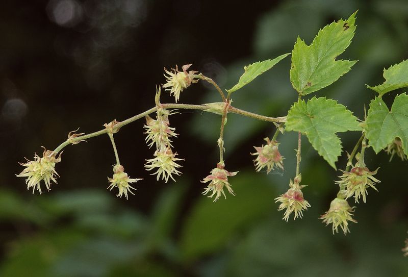 Soubor:Humulus lupulus 070805.jpg