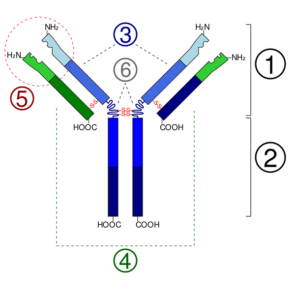 Soubor:Immunoglobulin basic unit.png