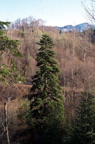 Soubor:Abies alba Orjen.jpg