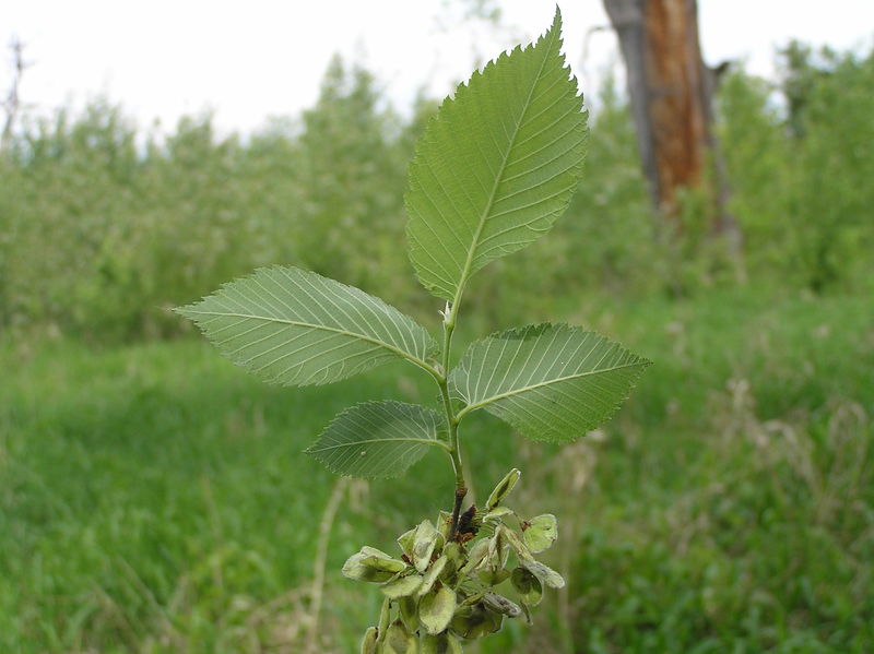 Soubor:Ulmus laevis2.JPG