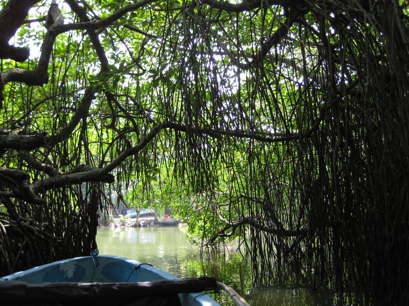 Soubor:Mangrove tunnel (7576613314).jpg