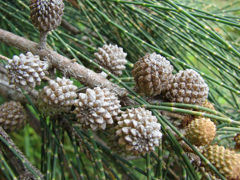 Soubor:Starr 080610-8215 Casuarina glauca.jpg