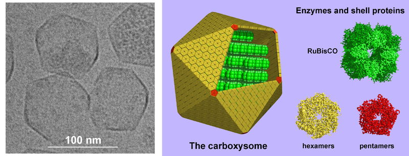 Soubor:Carboxysome.png