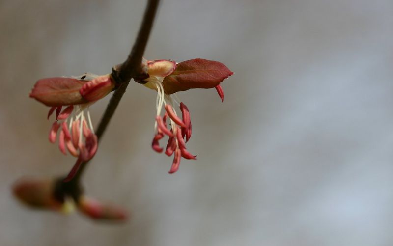 Soubor:Cercidiphyllum-magnificum-male.JPG