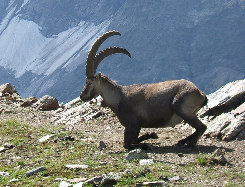 Soubor:SteinbockGabinten.jpg