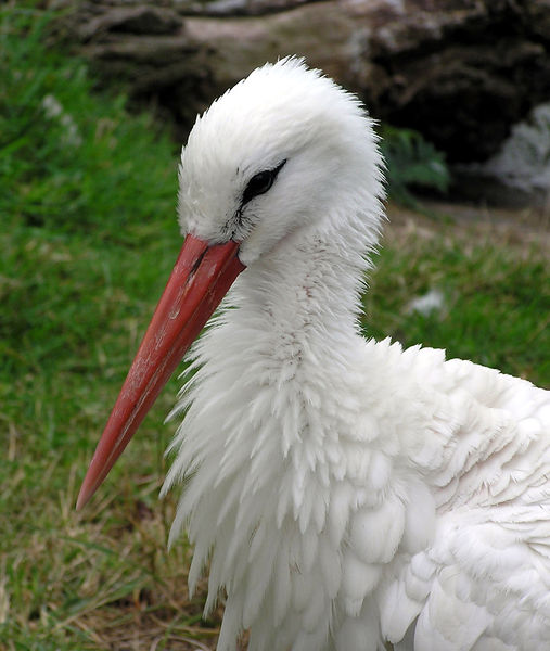 Soubor:Bristol.zoo.white.stork.head.arp.jpg