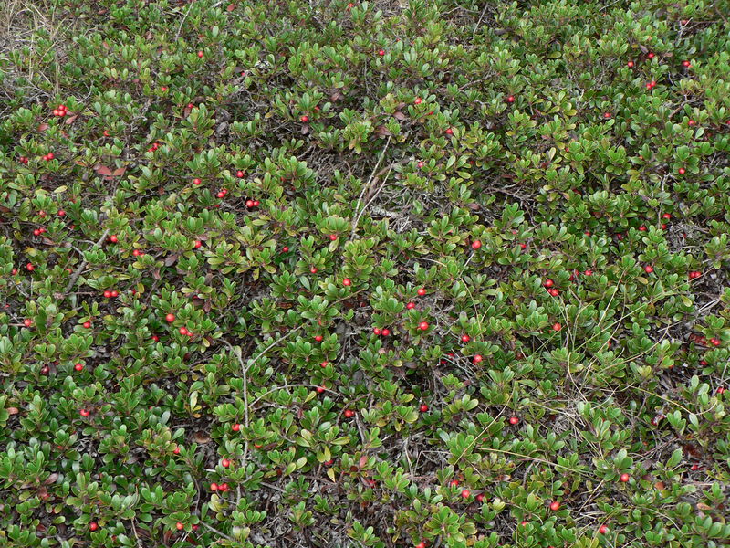 Soubor:Arctostaphylos uva-ursi 28288.JPG