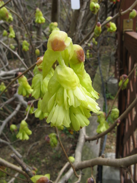 Soubor:Corylopsis spicata4.jpg