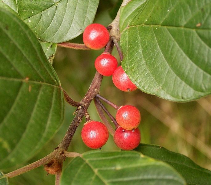 Soubor:Rhamnus frangula 01 ies.jpg