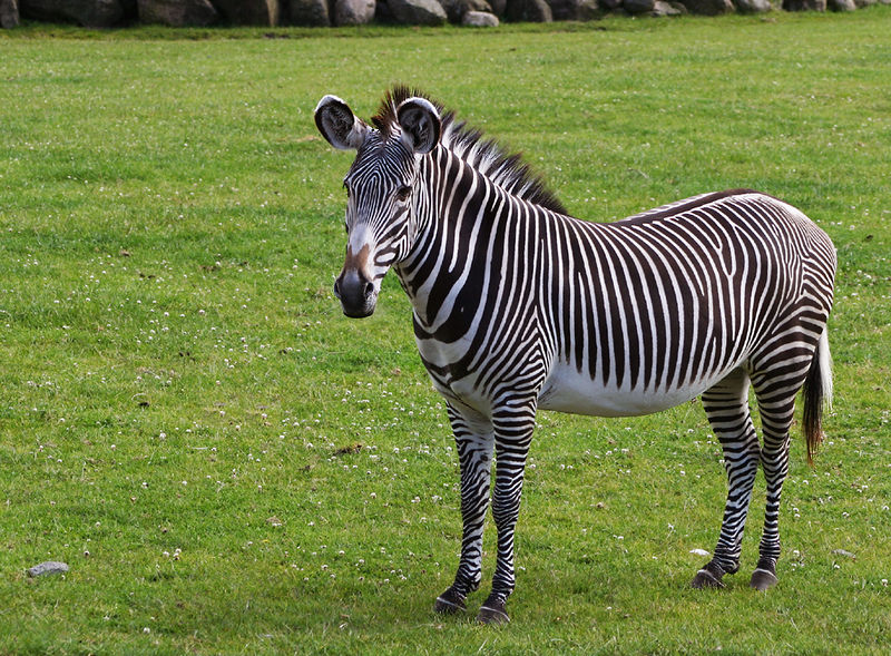 Soubor:Grevys zebra.jpg