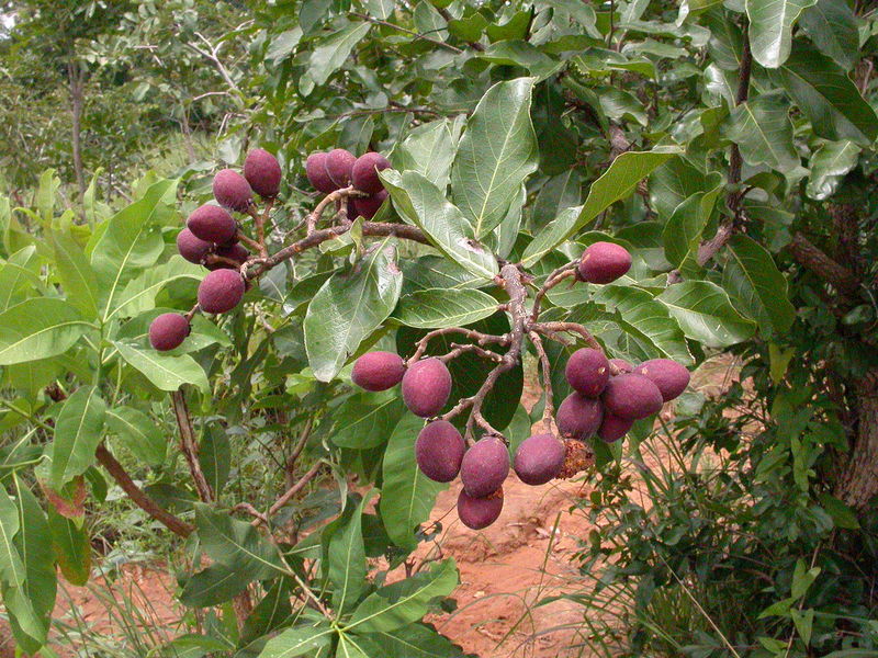 Soubor:Maranthes polyandra MS3969.jpg