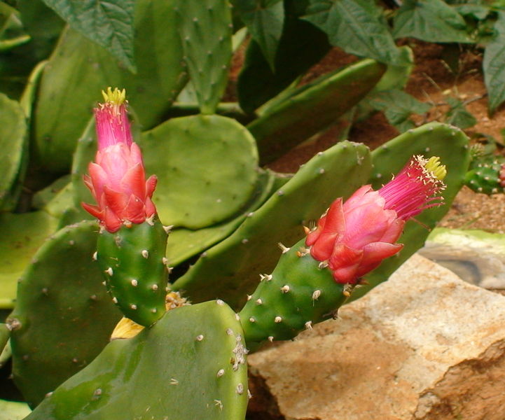 Soubor:Opuntia cochenillifera (1).jpg