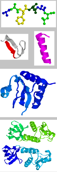 Soubor:ProteinStructures.png