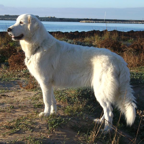 Soubor:Cane da Pastore Maremmano Abruzzese.jpg