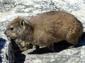 Dassie4.jpg