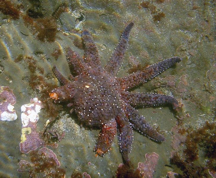 Soubor:Sea star regenerating legs.jpg