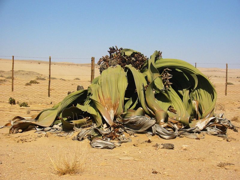 Soubor:Welwitschia mirabilis(2).jpg