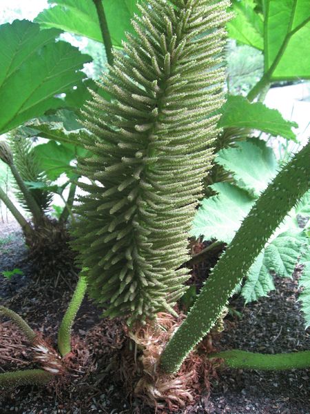 Soubor:Gunnera manicata (4).jpg