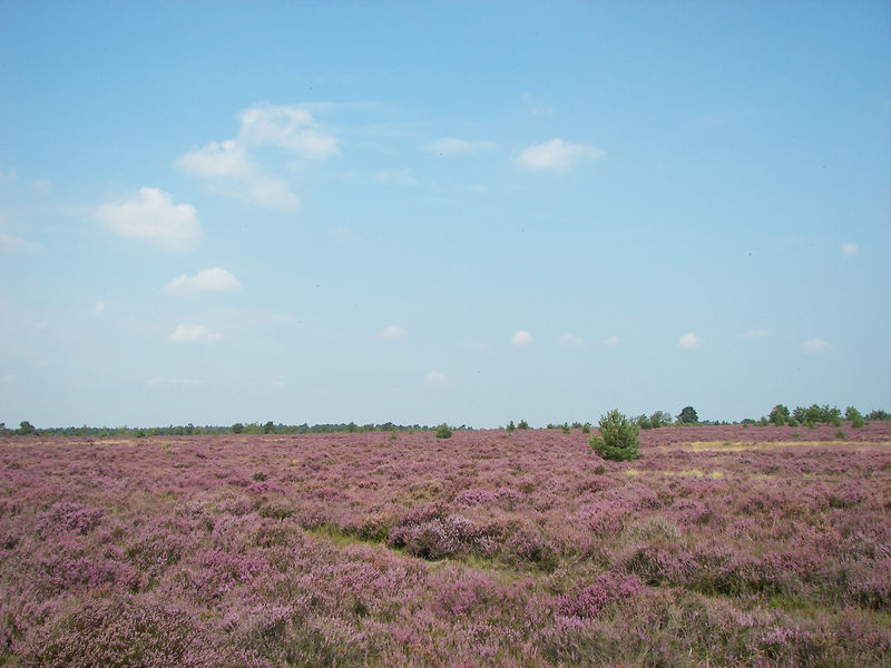 Soubor:Lüneburger Heide 109.jpg