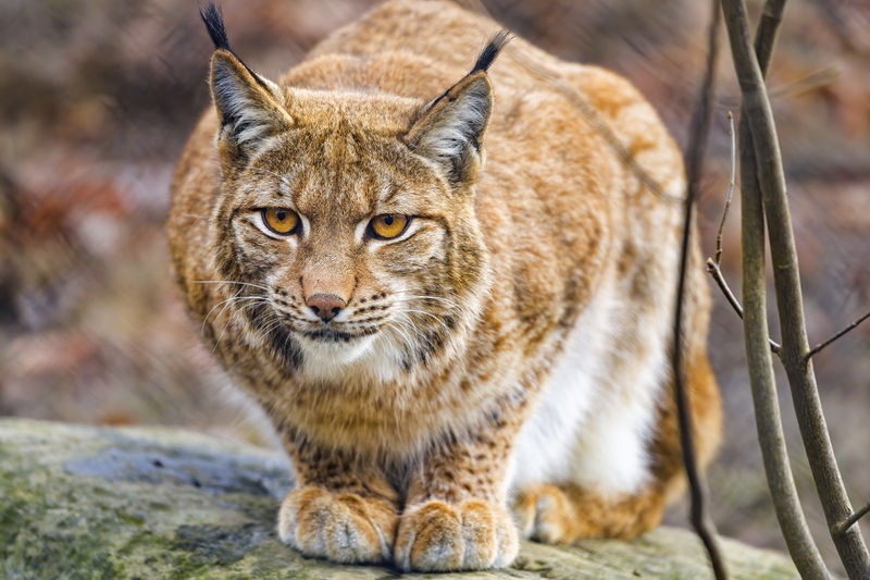 Soubor:Mother lynx posing flatly-Flickr.jpg