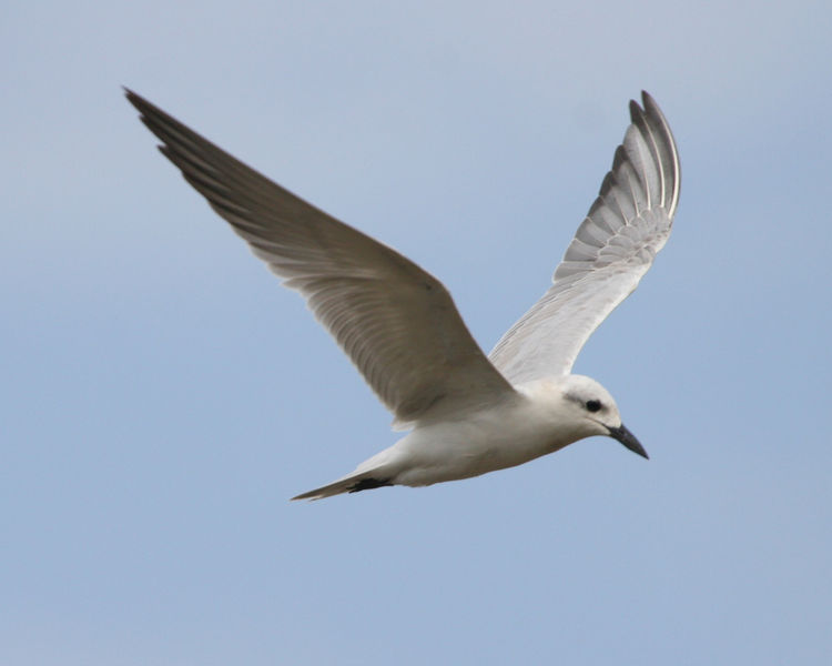 Soubor:Gull-billedTernWinter.jpg