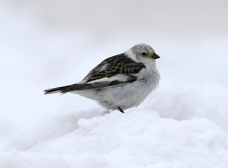 Soubor:Plectrophenax nivalis1.jpg