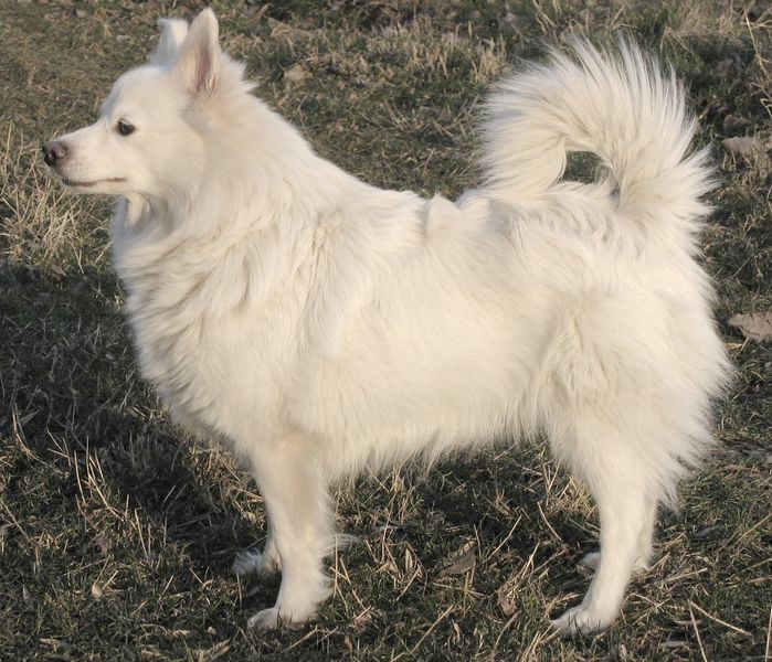 Soubor:Un chien Spitz allemand.jpg