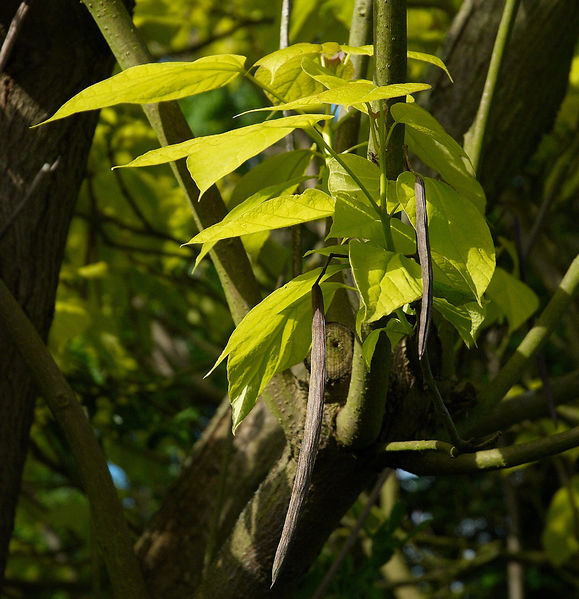 Soubor:Catalpa bignonioides Aurea C.jpg