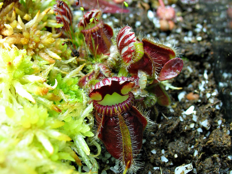 Soubor:Cephalotus follicularis 28012007.jpg