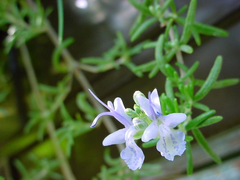 Soubor:ChristianBauer flowering rosemary.jpg