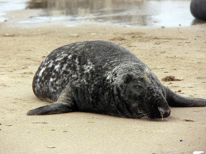 Soubor:Halichoerus grypus male.jpg