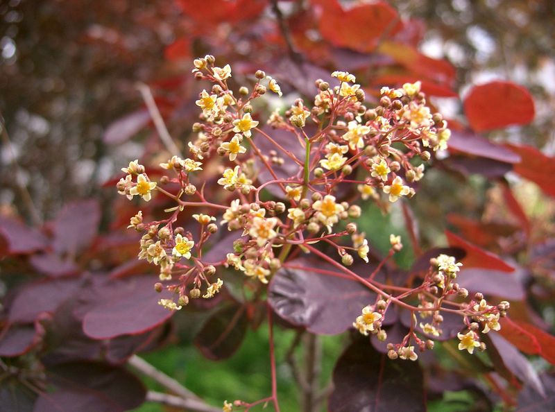 Soubor:Cotinus coggygria Royal Purple3.jpg