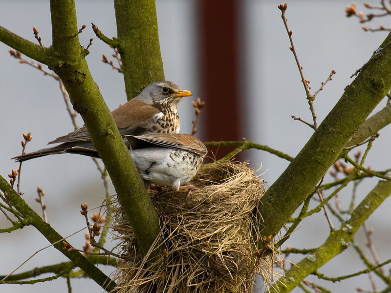 Soubor:Fieldfare 2.jpg