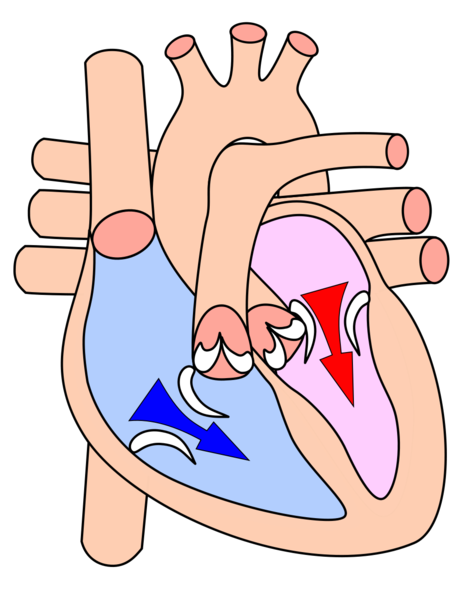 Soubor:Heart diasystole.png