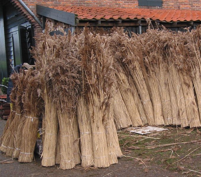 Soubor:Riet (dakdekkersriet) Phragmites australis.jpg