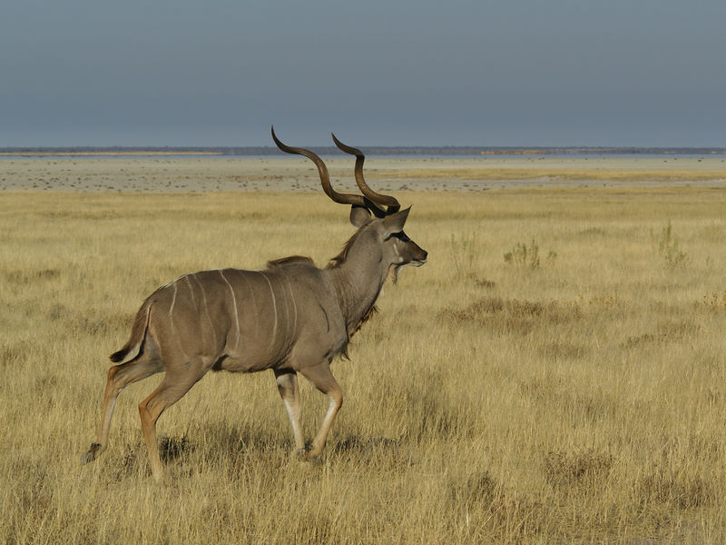 Soubor:Tragelaphus strepsiceros (male).jpg