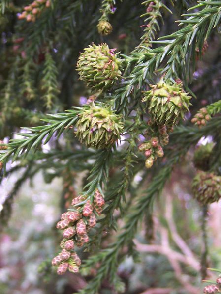 Soubor:Cryptomeria japonica cones.jpg