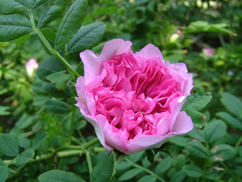 Soubor:Rosa roxburghii.JPG