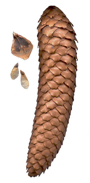 Soubor:Picea abies cone.jpg