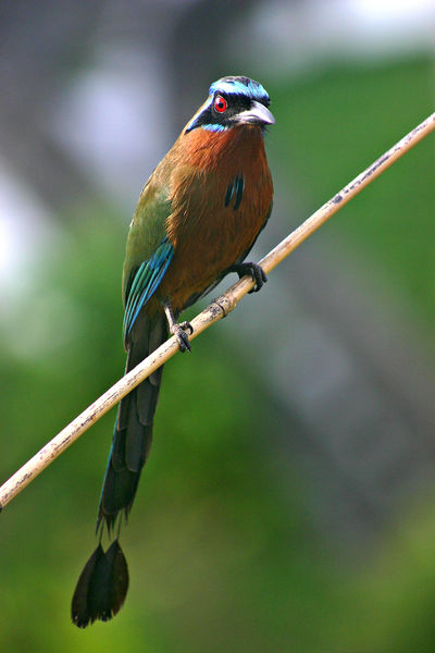 Soubor:Blue-crowned Motmot front 2.jpg