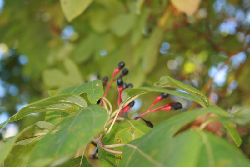 Soubor:Sassafras albidum seed.JPG